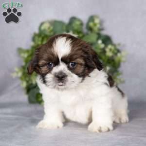 Captain, Shih Tzu Puppy